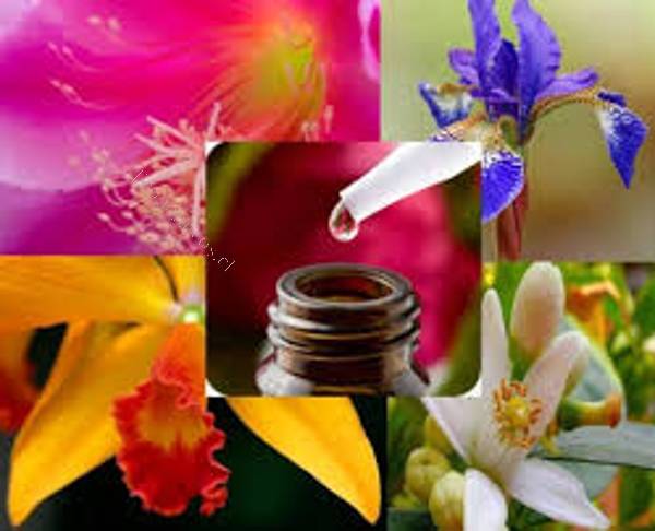 ¿Qué son las Flores de Bach y Cómo Puedes Utilizarlas?