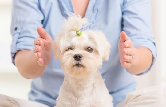 ¿Cómo Aplicar Reiki En Los Perros?